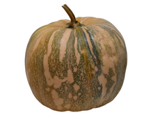 Carica l'immagine nel visualizzatore di Gallery, Zucca Moscata di Provenza