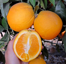 Load image into Gallery viewer, First Choice Naveline or Washington Navel Oranges Pack